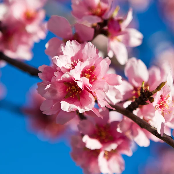 Flores de almendro — Foto de Stock