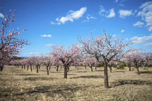 Giardino di mandorle in fiore — Foto Stock