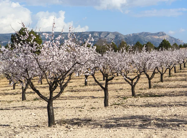 Jardín de almendras en flor — Foto de Stock