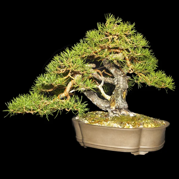 Pequena árvore de Bonsai — Fotografia de Stock