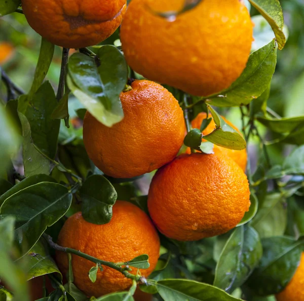 Naranjas maduras en un árbol — Foto de Stock