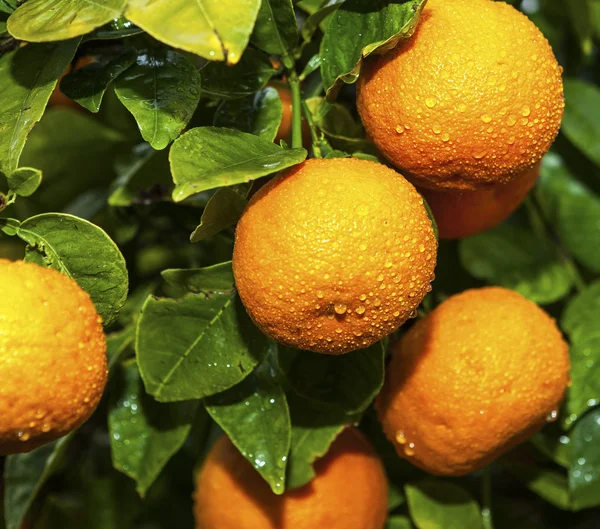 Naranjas maduras en un árbol después de la lluvia — Foto de Stock