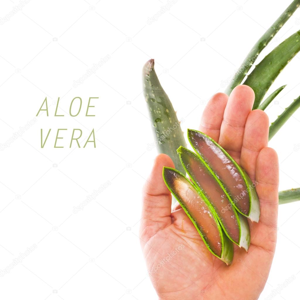 Aloe Vera leaves in hand