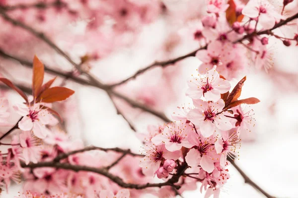 Spring cherry blossoms — Stock Photo, Image