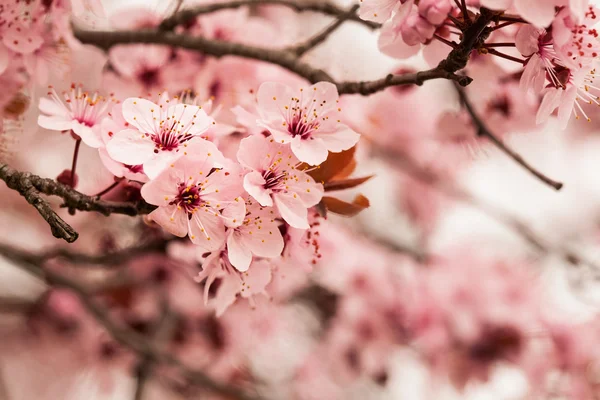 Fleurs de cerisier de printemps — Photo