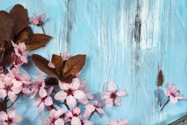 kiraz çiçekleri bahar