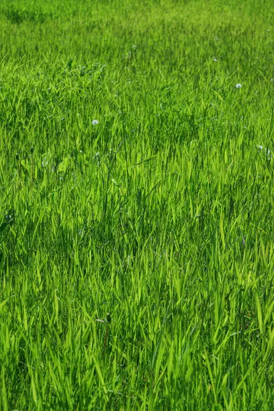 Green Grass Field Summer Nature Texture — Stock Photo, Image