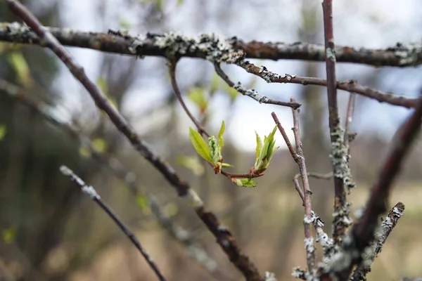 Primavera Primeras Hojas Verdes Florecen Las Ramas Los Árboles Naturaleza — Foto de Stock