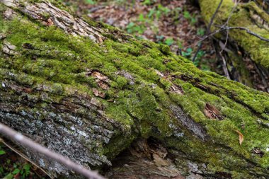 Yeşil yosunlarla kaplanmış bir kütük bir bahar ormanında yerde yatıyor. Doğa arkaplanı
