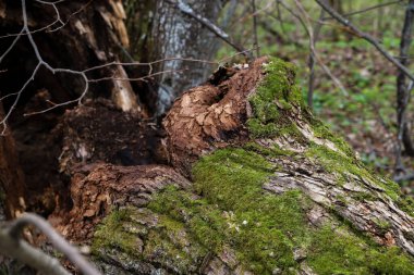 Çürümüş ağaç gövdesi ormanda yeşil yosun ile kaplanmış. Doğa arkaplanı