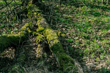 Yeşil yosunlarla kaplanmış bir kütük bir bahar ormanında yerde yatıyor. Doğa arkaplanı
