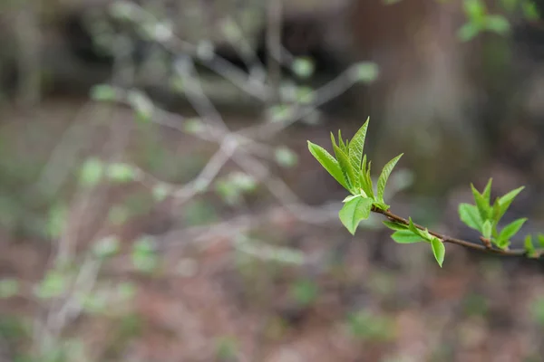 Primavera Primeras Hojas Verdes Florecen Las Ramas Los Árboles Naturaleza — Foto de Stock