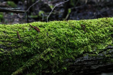 Yeşil yosunlarla kaplanmış bir kütük bir bahar ormanında yerde yatıyor. Doğa arkaplanı
