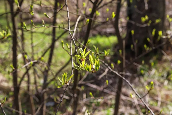 Primavera Primeras Hojas Verdes Florecen Las Ramas Los Árboles Naturaleza — Foto de Stock
