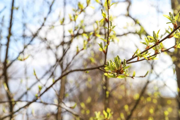 Primavera Primeras Hojas Verdes Florecen Las Ramas Los Árboles Naturaleza — Foto de Stock
