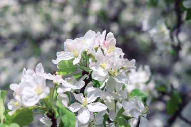 Güneş ışığı beyaz elma çiçeklerine düşer, yakın plan. Bahar doğası arka planı 