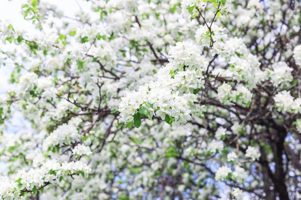 Fiore Melo Con Rigogliosi Fiori Bianchi Sui Rami Primavera Sfondo — Foto Stock