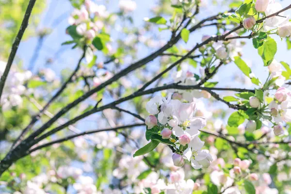 晴れた日にリンゴの木の枝に白い花とピンクの芽 クローズアップ 春の自然背景 — ストック写真