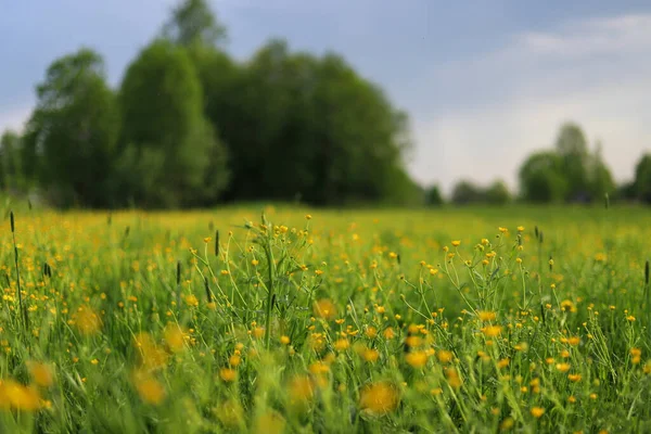 Field Wild Yellow Flowers Trees Cloudy Sky Summer Evening Landscape — Stock Photo, Image