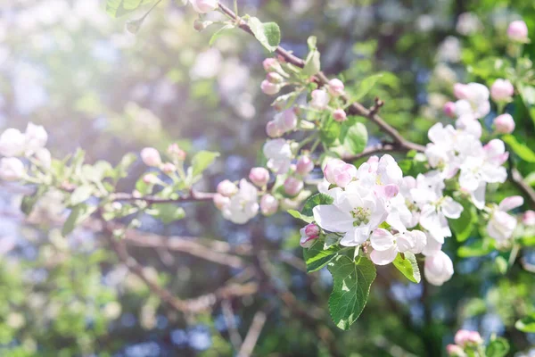 晴れた日にリンゴの木の枝に白い花とピンクの芽 クローズアップ 春の自然背景 — ストック写真