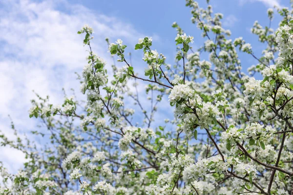 Manzano Flor Contra Cielo Azul Primavera Naturaleza Fondo —  Fotos de Stock