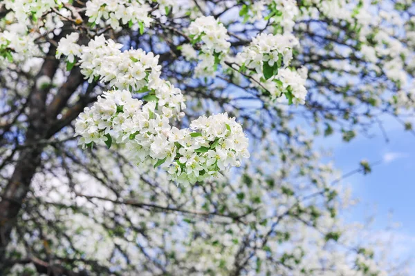 枝に緑豊かな白花を咲かせます 春の自然背景 — ストック写真