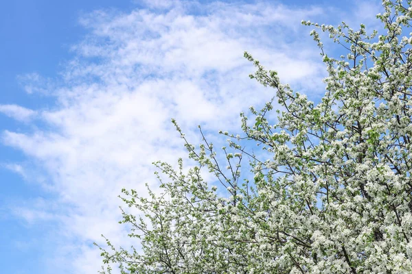 Blühender Apfelbaum Vor Blauem Himmel Frühling Natur Hintergrund — Stockfoto