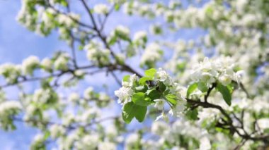 Mavi gökyüzüne karşı bir elma dalında beyaz çiçekler. Bahçede bahar çiçekleri. Doğa arkaplanı, kapat
