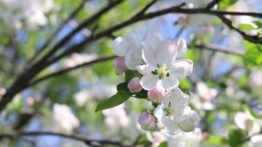 Güneşli bir günde, bir elma ağacının dalında beyaz çiçekler ve pembe tomurcuklar. Yakın plan. Bahar doğası arka planı 