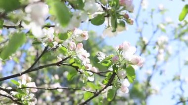 Güneşli bir günde bir elma ağacının dalında güzel beyaz çiçekler ve pembe tomurcuklar. Bahar doğası arka planı