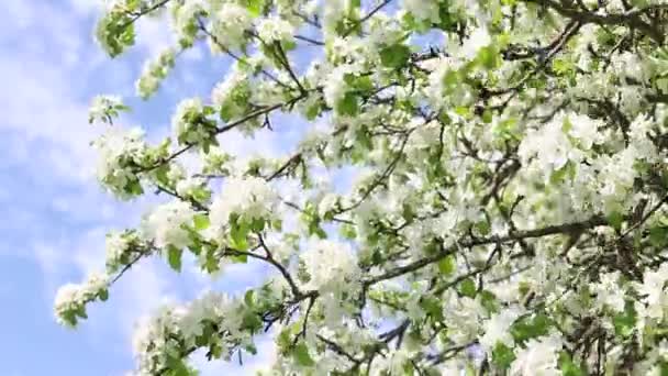 Weiße Blumen Auf Einem Apfelbaumzweig Gegen Den Blauen Himmel Frühjahrsblüte — Stockvideo