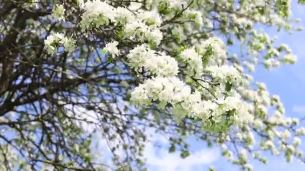 Flores Brancas Galho Macieira Contra Céu Azul Floração Primavera Pomar — Vídeo de Stock