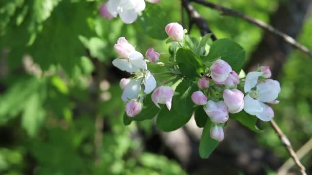 Fiori Bianchi Mela Boccioli Rosa Ramo Uno Sfondo Fogliame Verde — Video Stock