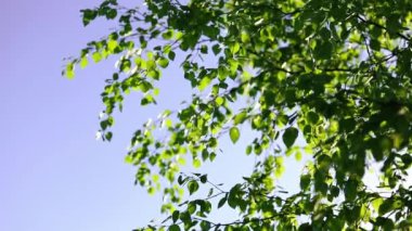 Doğa geçmişi. Güneş ışınları huş ağacının yeşil yaprakları arasında parlıyor. Taze yapraklar mavi gökyüzüne ve güneş ışığına karşı.