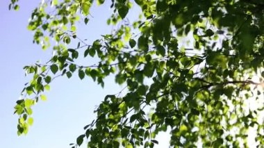 Doğa geçmişi. Güneş ışınları huş ağacının yeşil yaprakları arasında parlıyor. Taze yapraklar mavi gökyüzüne ve güneş ışığına karşı.