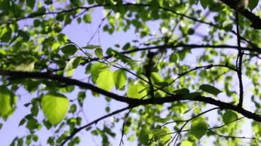 Doğa geçmişi. Güneş ışınları huş ağacının yeşil yaprakları arasında parlıyor. Taze yapraklar mavi gökyüzüne ve güneş ışığına karşı.