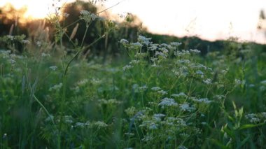 Gün batımında kır çiçekleri. Güzel yaz doğa geçmişi 