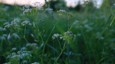 Gün batımında kır çiçekleri. Güzel yaz doğa geçmişi 