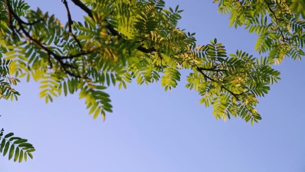 Green Leaves Branches Tree Blue Sky Sunset Time Summer Nature — Stock Video