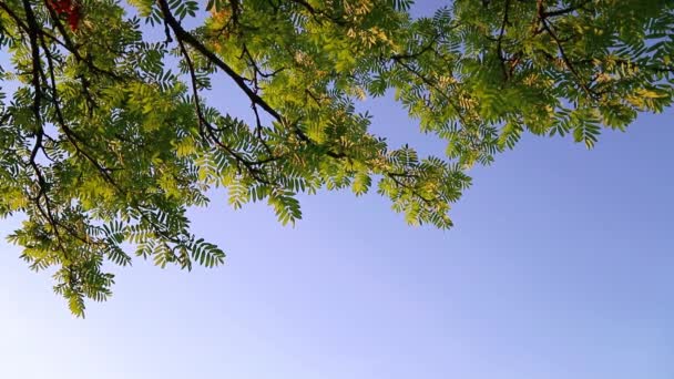 Zielone Liście Gałęziach Drzewa Tle Błękitnego Nieba Zachodzie Słońca Letnie — Wideo stockowe