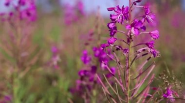 Pembe çiçekli Sally (ateş otu ya da Ivan çayı) güneşli bir yaz gününde çimlerin arasında. Doğa arkaplanı, kapat
