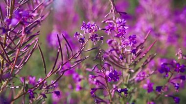Arılar bir yaz sabahı Ivan çayının pembe çiçeklerinde polen toplarlar (çiçek açan Sally veya ateş yosunu). Doğa arkaplanı, yakın plan 