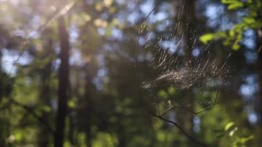 Örümcek ağı yaz yeşili bir ormanda bir ağaç dalına ağırdır. Güneş ışınları ince örümcek ağlarında parlıyor. Güneş ışığıyla güzel bir arkaplan 