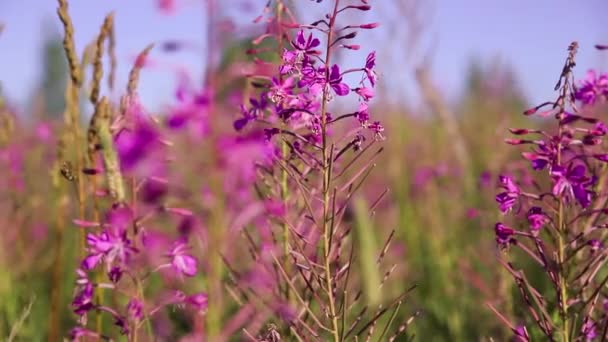 晴れた夏の日には 畑にピンクの花を咲かせるサリー ホタルやイワンティー 自然を背景にして — ストック動画