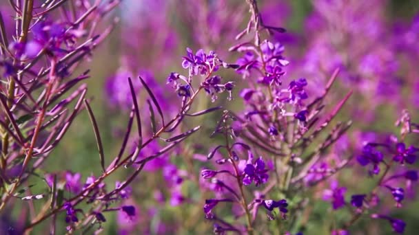 Api Raccolgono Polline Sui Fiori Rosa Del Ivan Fioritura Sally — Video Stock