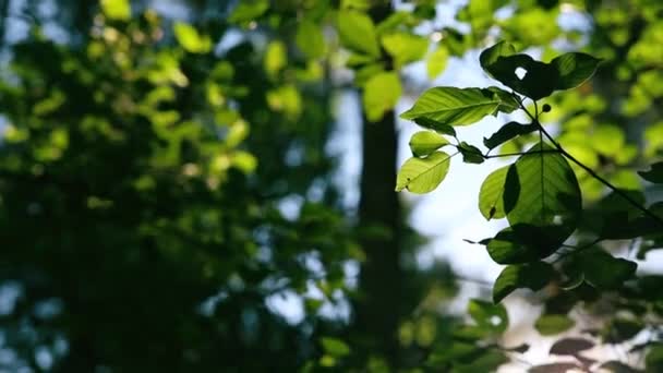 Raios Sol Brilham Através Folhas Verdes Floresta Verão Natureza Fundo — Vídeo de Stock