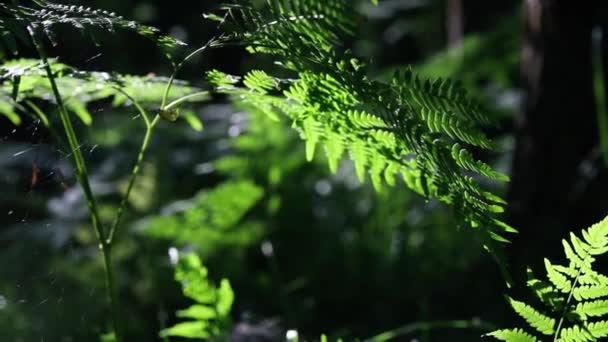 Eğreltiotu Yaprakları Örümcek Ağları Sık Yaz Ormanlarında Güneş Işığından Parıldıyor — Stok video