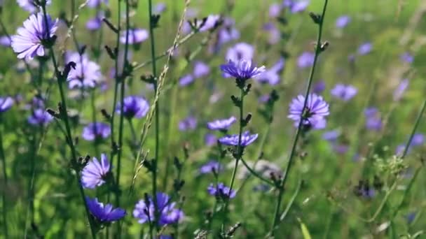 Синий Фиолетовый Цикорий Среди Зеленой Травы Поле Цветение Лекарственного Растения — стоковое видео