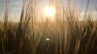 Gün batımında bir tarlada buğday kulakları rüzgarda sallanıyor, yakın plan. Mısır gevreği kültürü büyüyor. Tarım ve tarım sektörü konsepti. Güzel yaz doğası geçmişi. Çiftlik arazisi