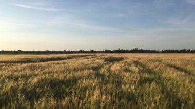 Bir yaz akşamında gün batımında buğday tarlası. Mısır gevreği kültürü büyüyor. Tarım ve tarım sektörü konsepti. Güzel bir doğa geçmişi var. Çiftlik arazisi 